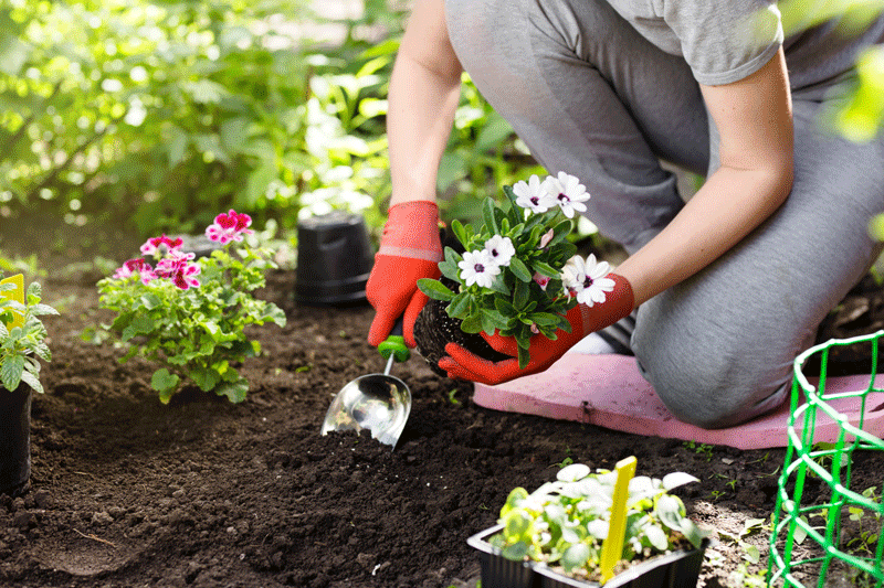 Gardening and planting flowers 