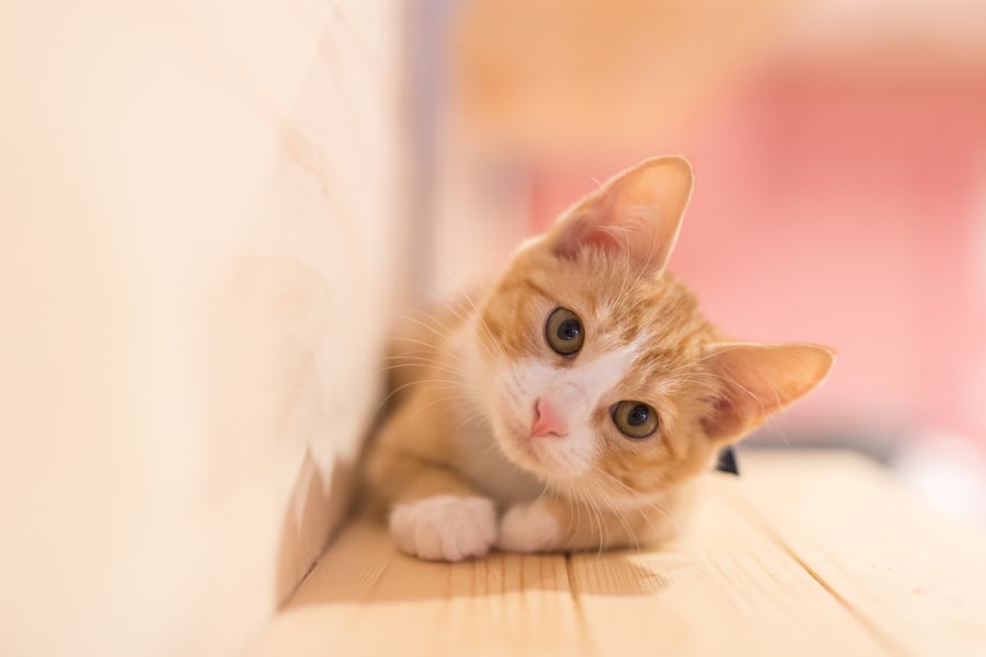 Cute-Kitten---AdobeStock_182253513