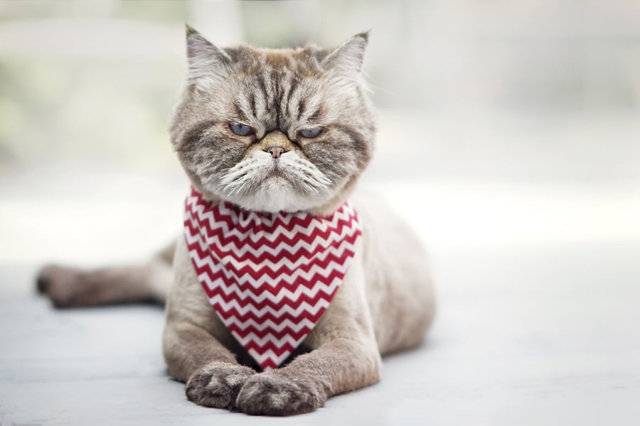 Grumpy-Cat----AdobeStock_122233442