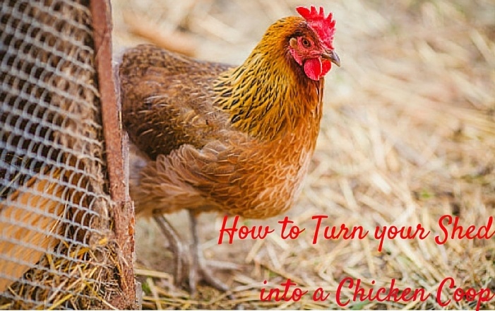 How_to_Turn_your_Shed_into_Chicken_Coop_Cook_Portable_Warehouses