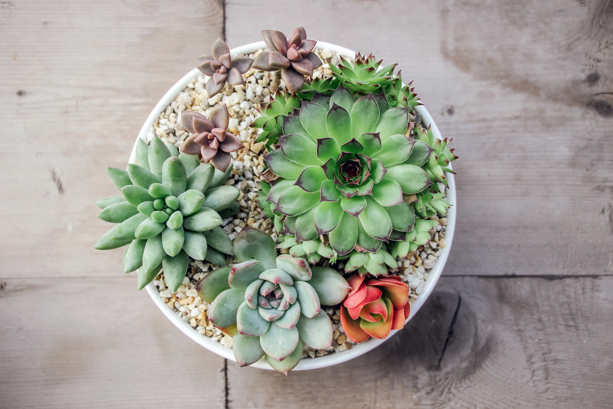 Add succulent plants to your home + Cook Portable Warehouses