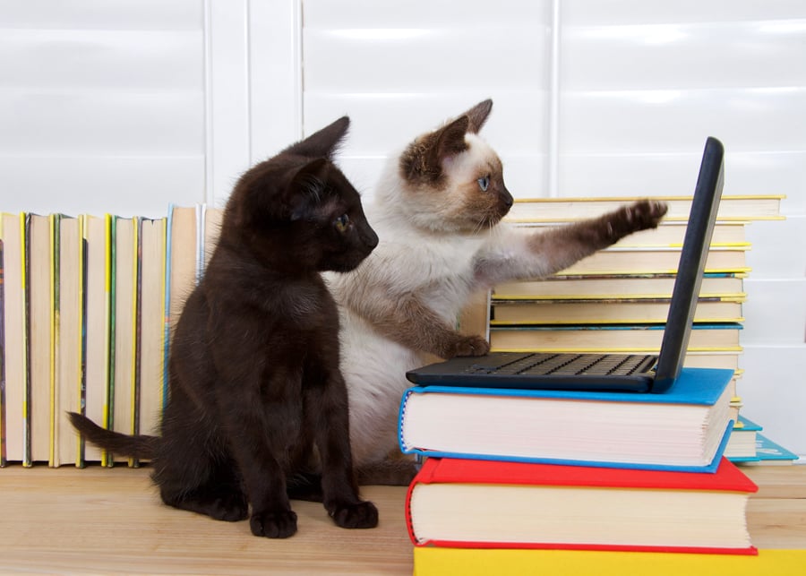 cats-on-computer---AdobeStock_117787853